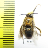 Hymenoptera sp.  Kazakhstan - INSECTS-STORE.RU