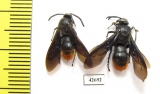 Scoliidae sp., pair  Kazakhstan - INSECTS-STORE.RU