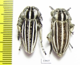 Dorcadion grande, pair  Kazakhstan - INSECTS-STORE.RU