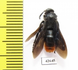 Scoliidae sp.  Kazakhstan - INSECTS-STORE.RU