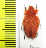 Pygopleurus koniae  Turkey, Tunceli prov. - INSECTS-STORE.RU