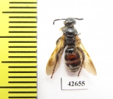 Hymenoptera sp.  Kazakhstan - INSECTS-STORE.RU