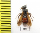 Hymenoptera sp.  Kazakhstan - INSECTS-STORE.RU