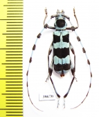 Rosalia coelestis, male  Russia, Far East - INSECTS-STORE.RU