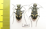 Cicindela songorica, pair  Kazakhstan - INSECTS-STORE.RU
