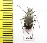 Cicindela songorica  Kazakhstan - INSECTS-STORE.RU