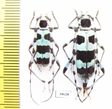Rosalia coelestis, pair  Russia, Far East - INSECTS-STORE.RU