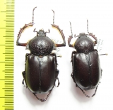 Propomacrus bimucronatus, pair  Iran, Bakhtiari prov. 34mm - INSECTS-STORE.RU