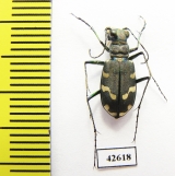 Cicindela songorica  Kazakhstan - INSECTS-STORE.RU