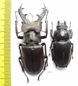 Lucanus dybowskyi, pair  Russia, Far East  62mm - INSECTS-STORE.RU