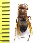 Vespa dybowskii  Russia, Far East - INSECTS-STORE.RU