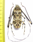 Acrocinus longimanus, male  Panama 54mm - INSECTS-STORE.RU