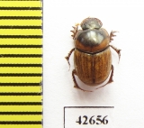Onthophagus sp.  South Africa Rep. - INSECTS-STORE.RU