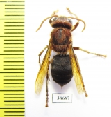 Vespa dybowskii  Russia, Far East - INSECTS-STORE.RU