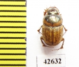 Onthophagus sp.  South Africa Rep. - INSECTS-STORE.RU