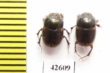 Onthophagus sp.  South Africa Rep. - INSECTS-STORE.RU
