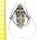 Acrocinus longimanus, male  Panama 50mm - INSECTS-STORE.RU