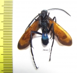 Hymenoptera sp.  Panama - INSECTS-STORE.RU