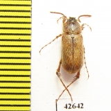 Melolonthinae sp.  South Africa Rep. - INSECTS-STORE.RU