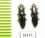 Helotidae sp.  Laos - INSECTS-STORE.RU