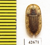 Cossyphus sp.  South Africa Rep.  - INSECTS-STORE.RU