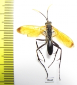 Hymenoptera sp.  Peru - INSECTS-STORE.RU