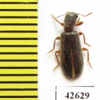 Cleridae sp.  South Africa Rep. - INSECTS-STORE.RU