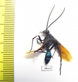 Hymenoptera sp.  Peru - INSECTS-STORE.RU