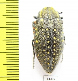 Julodis chevrolati ssp.1  South Africa Rep. - INSECTS-STORE.RU