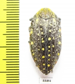 Julodis chevrolati ssp.1  South Africa Rep. - INSECTS-STORE.RU