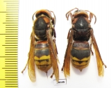 Vespa sp.  Russia, Far East - INSECTS-STORE.RU