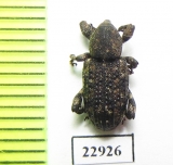 Curculionidae sp.  South Africa Rep. - INSECTS-STORE.RU