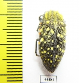 Julodis chevrolati ssp.2  South Africa Rep. - INSECTS-STORE.RU