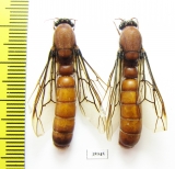 Formicidae sp.  Tanzania - INSECTS-STORE.RU