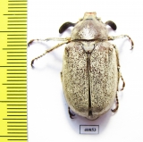 Polyphylla alba, male  Russia, Astrakhan reg. - INSECTS-STORE.RU