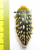 Julodis cirrosa hirtiventris  South Africa Rep. - INSECTS-STORE.RU