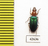 Carabidae sp.  South Africa Rep. - INSECTS-STORE.RU