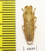 Cerambycidae sp.  South Africa Rep. - INSECTS-STORE.RU