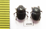 Onthophagus sp.  South Africa Rep. - INSECTS-STORE.RU
