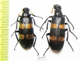Meloidae sp.  South Africa Rep. - INSECTS-STORE.RU