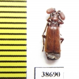 Paussinae, Katapaussus cilipes hirsutus  Tanzania - INSECTS-STORE.RU