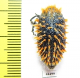 Julodis sp.  South Africa Rep. - INSECTS-STORE.RU