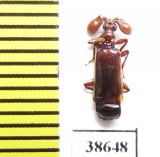 Paussinae, Spinicoxipaussus spinicoxis  Tanzania - INSECTS-STORE.RU