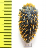 Julodis sp.  South Africa Rep. - INSECTS-STORE.RU