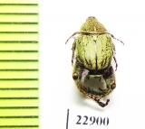 Hopliini sp.  South Africa Rep. - INSECTS-STORE.RU