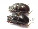 Copris sp., pair  South Africa Rep. - INSECTS-STORE.RU