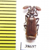 Paussinae sp.  Ethiopia - INSECTS-STORE.RU