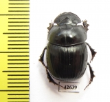 Catharsius sp.  South Africa Rep. - INSECTS-STORE.RU