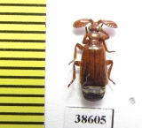 Paussinae sp.  Ethiopia - INSECTS-STORE.RU