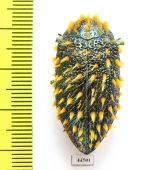 Julodis viridipes ssp.3 South Africa Rep. - INSECTS-STORE.RU